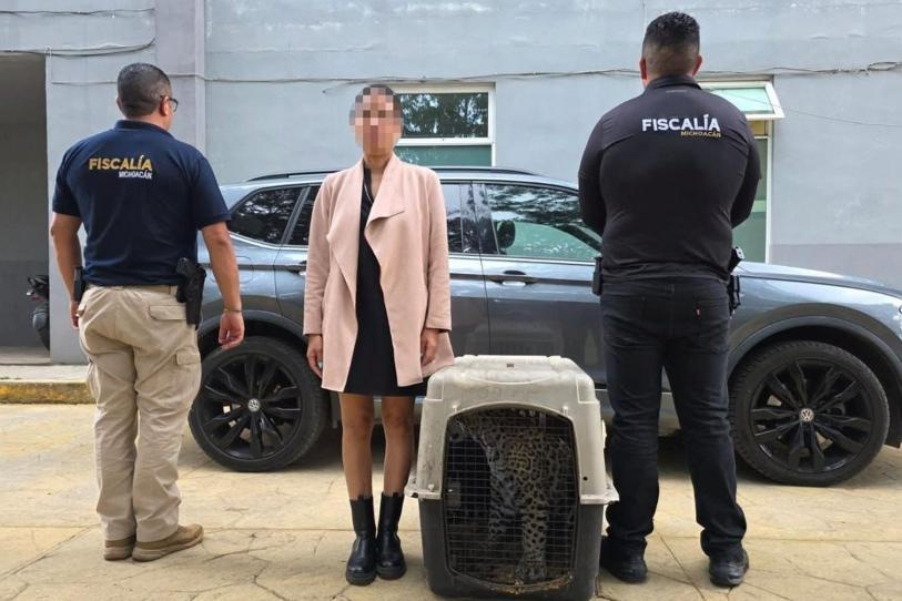 Rescatan a un pequeño jaguar